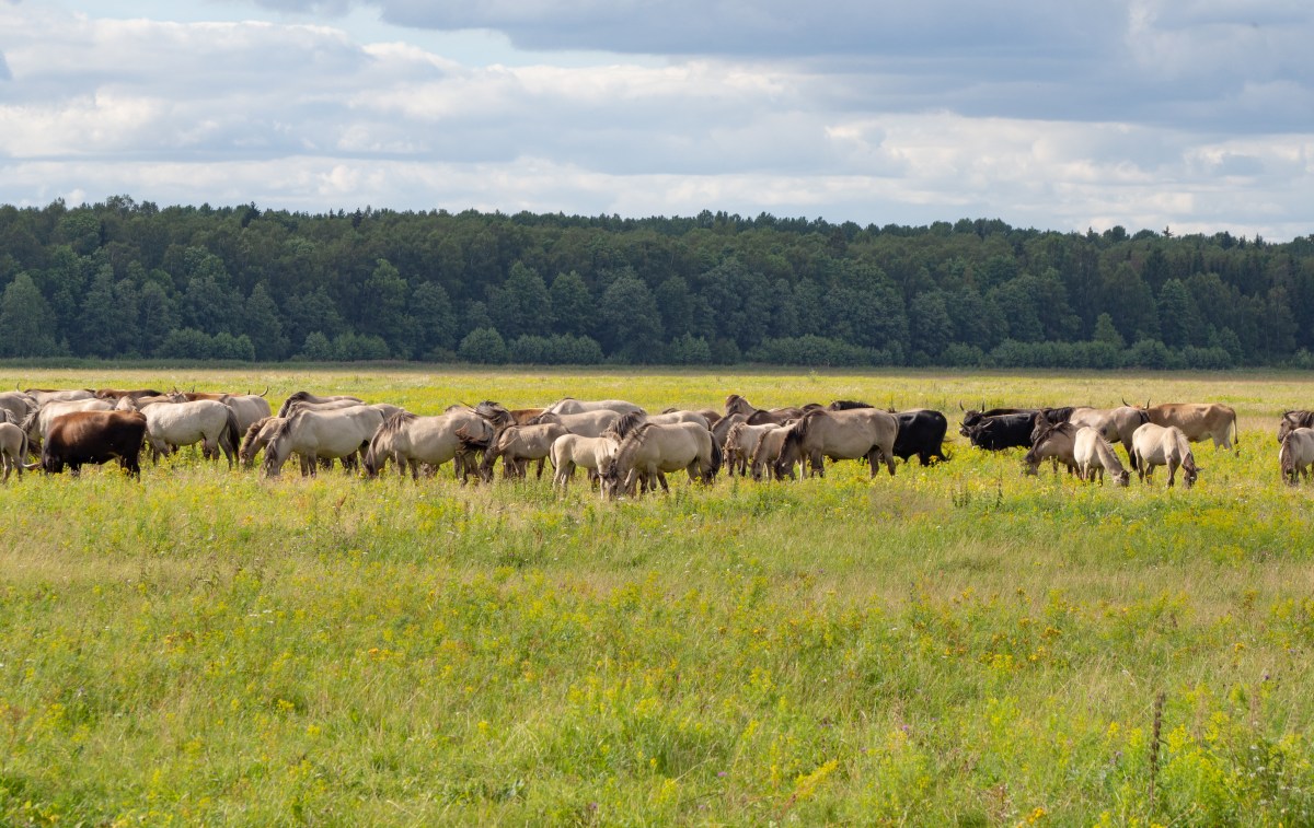 26.7. Riika /&nbsp;Dunduru